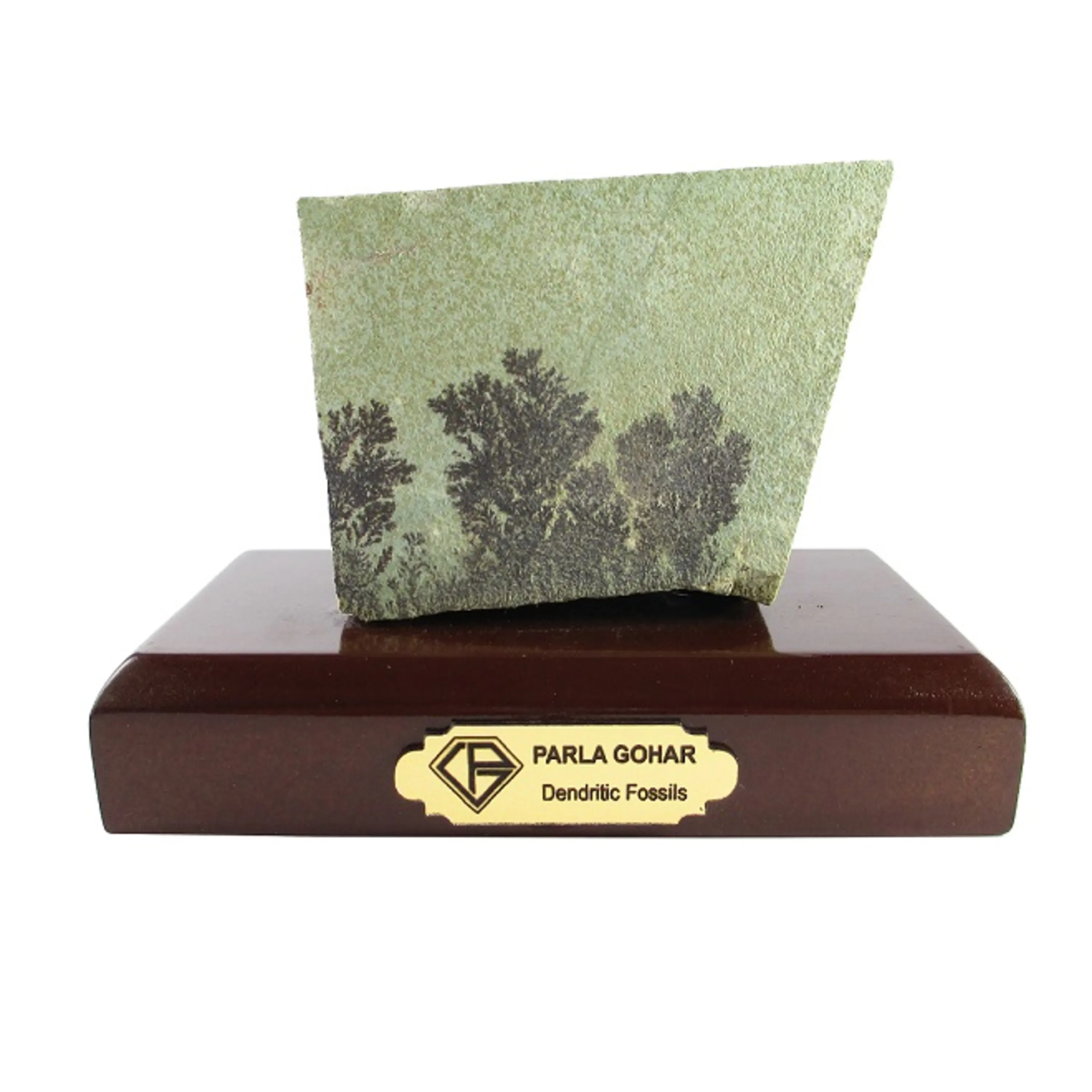 سنگ راف شجر فسیلی کد 2015